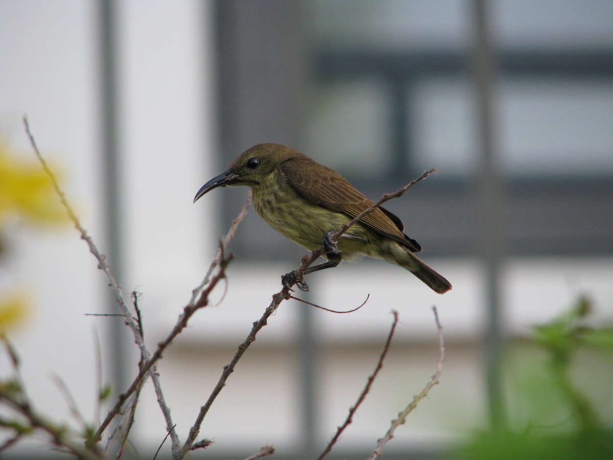 Buff-throated Sunbird - ML96955801