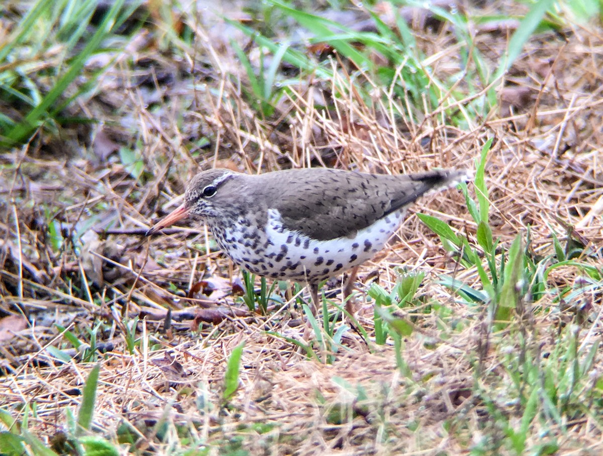 Spotted Sandpiper - Frank Dickman