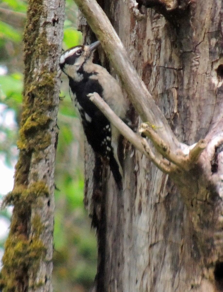 Hairy Woodpecker - ML96958141