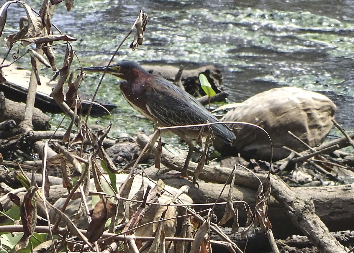 Green Heron - Nancy Overholtz