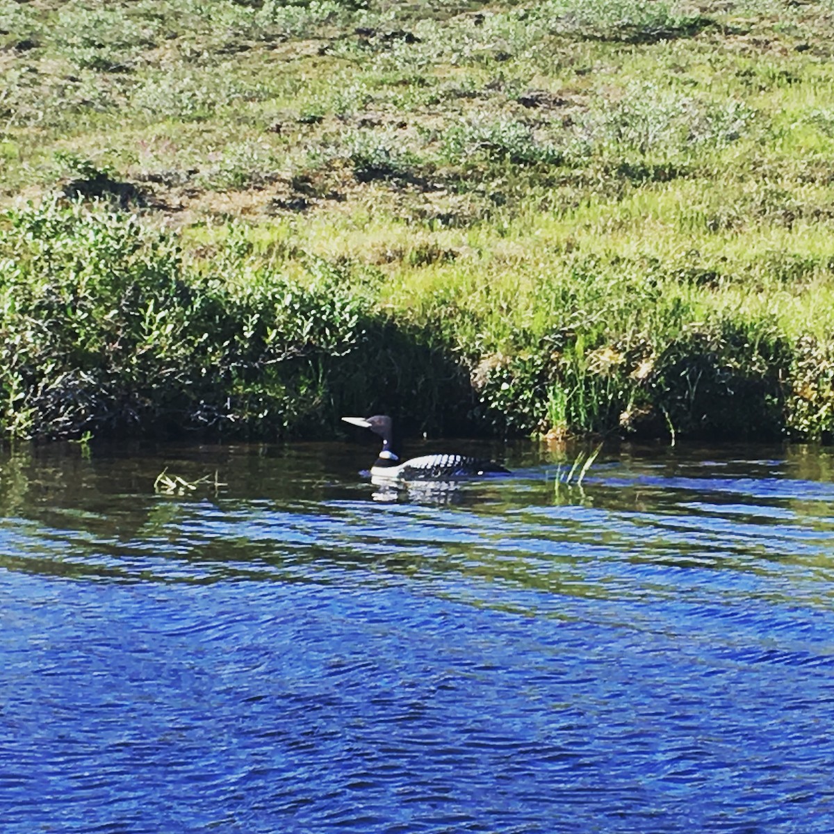 Yellow-billed Loon - Neva Bentley