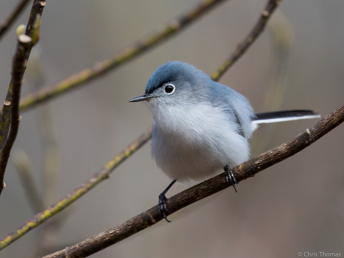 Blue-gray Gnatcatcher - ML96963251