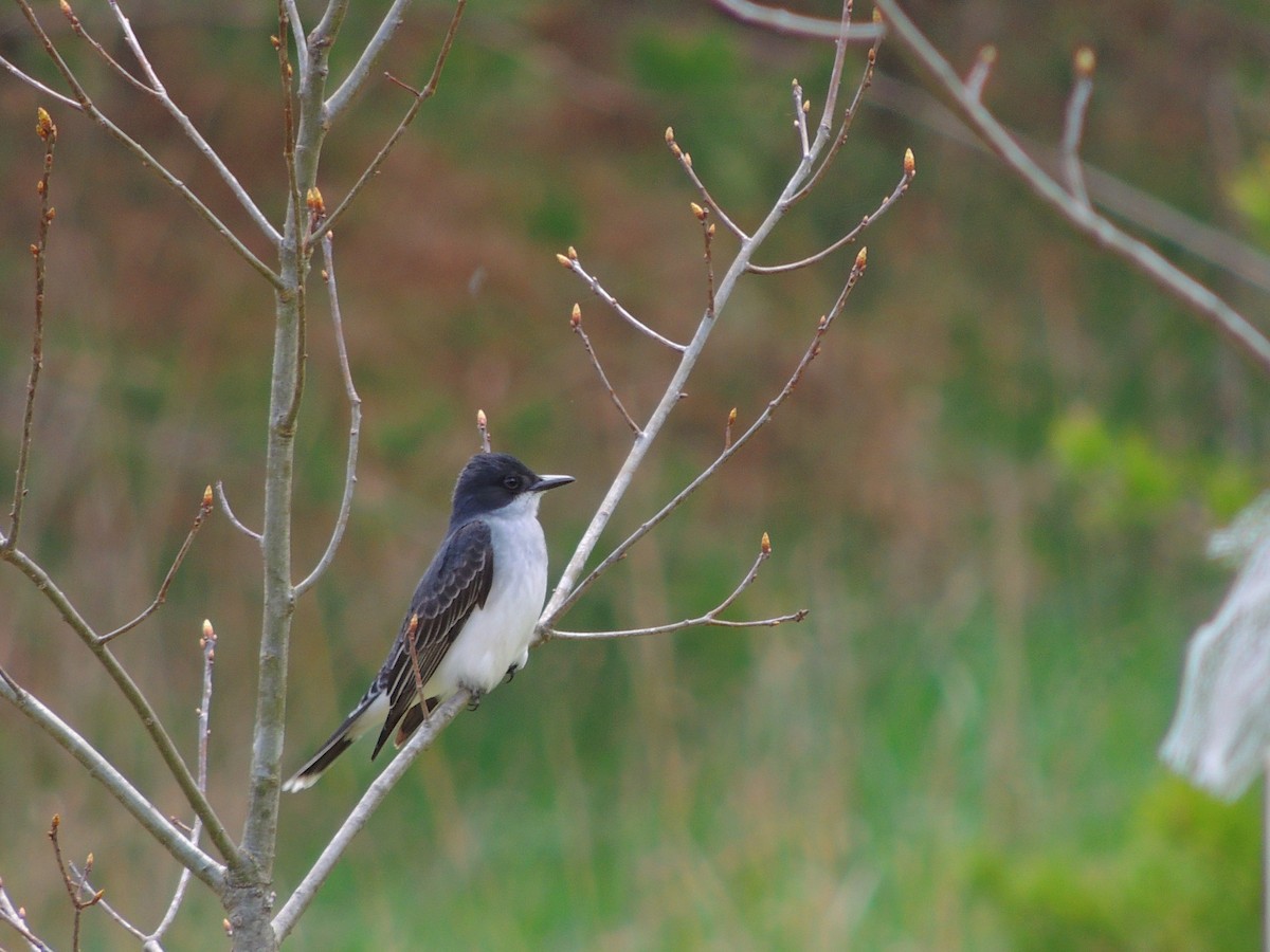 Eastern Kingbird - ML96963291