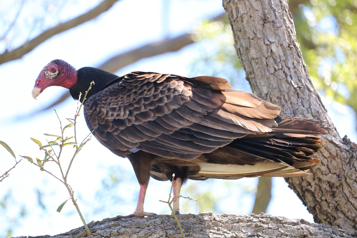 Turkey Vulture - ML96963441