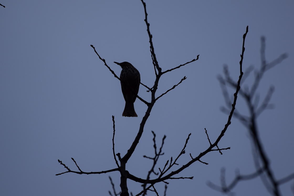 Brown Thrasher - ML96963461
