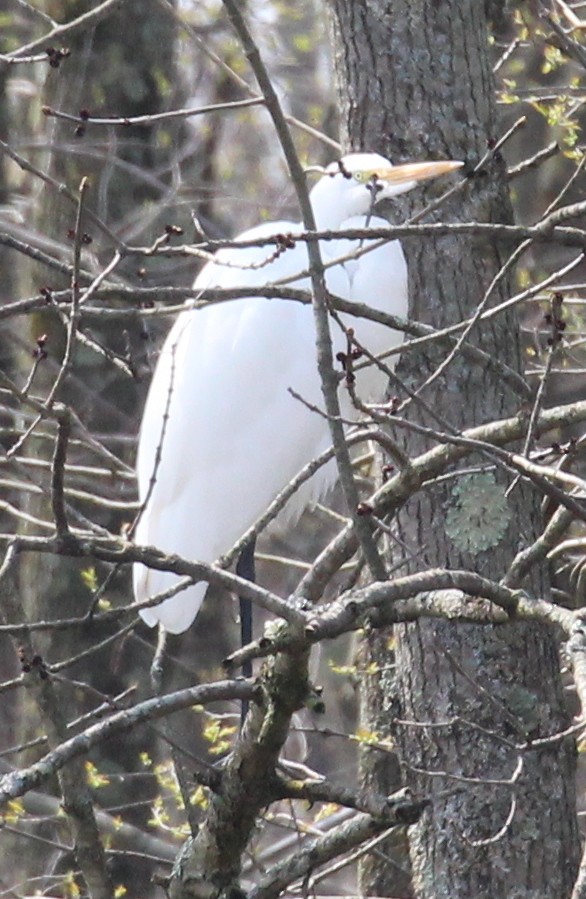 Great Egret - ML96963731