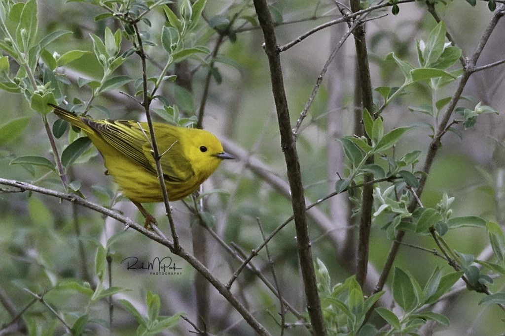 Yellow Warbler - ML96963741