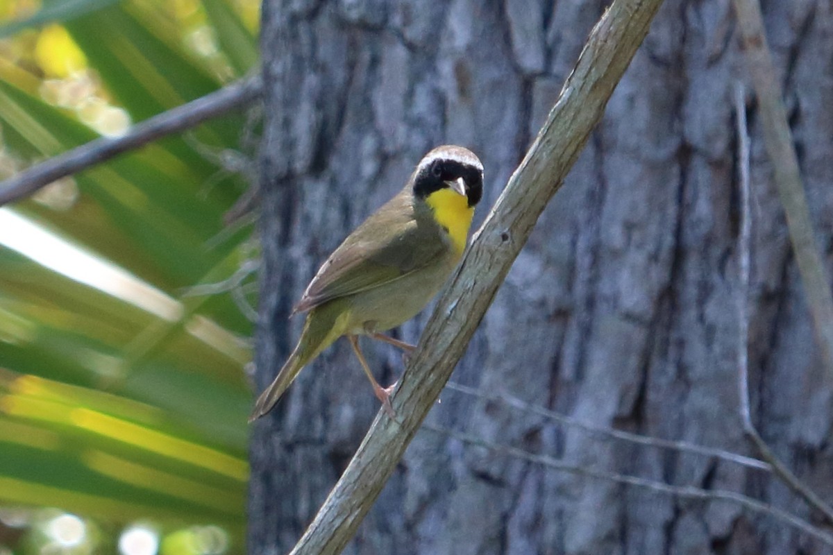 Paruline masquée - ML96963761