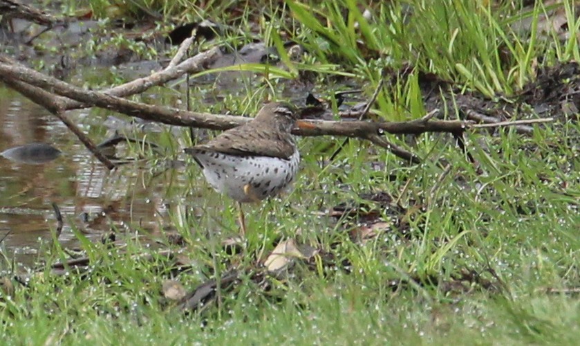 Spotted Sandpiper - kevin dougherty