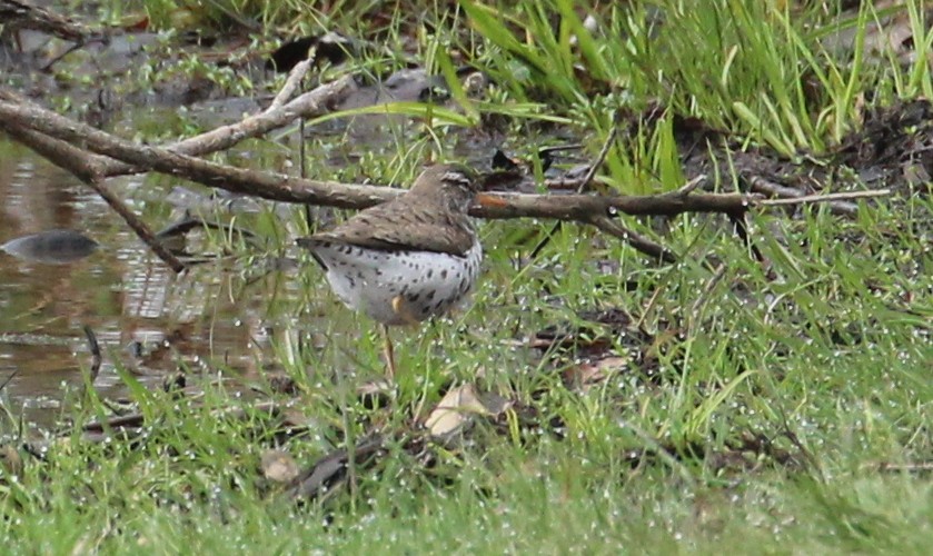 Spotted Sandpiper - ML96963871