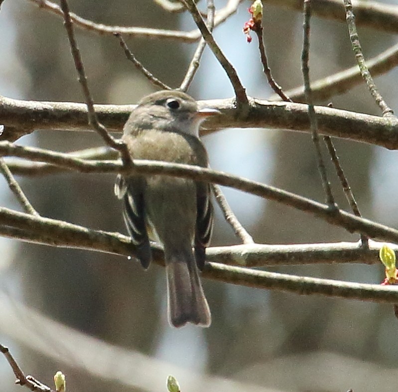 Moucherolle tchébec - ML96964121