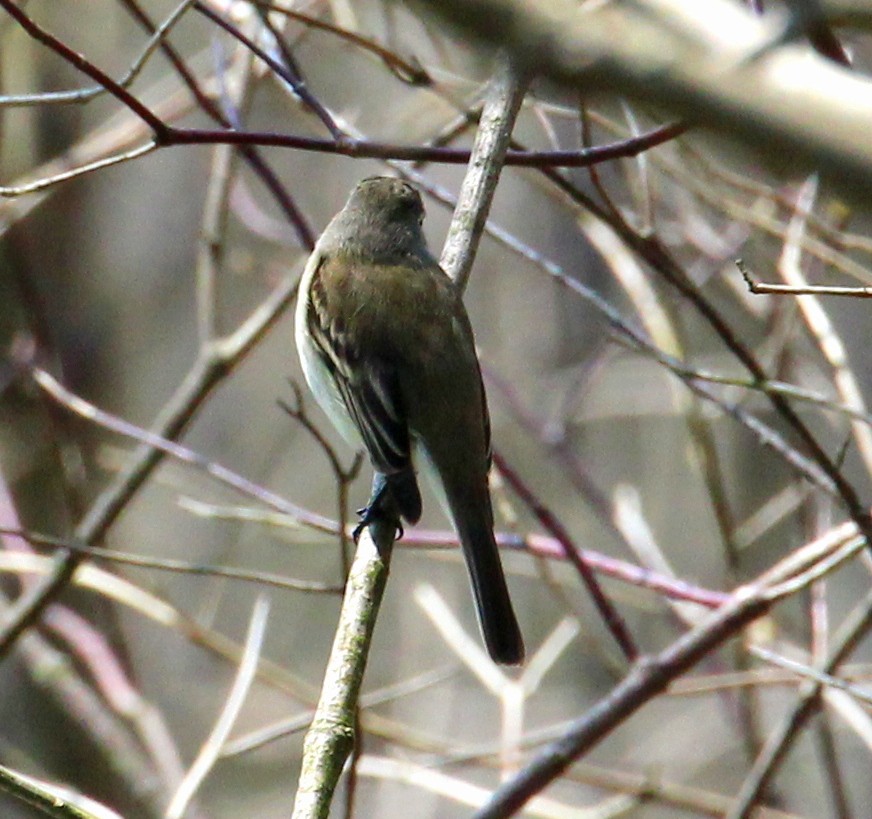 Least Flycatcher - ML96964161