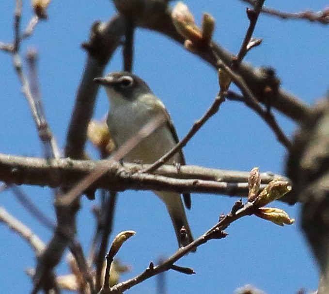 Blue-headed Vireo - ML96964401