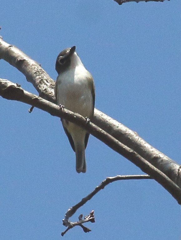 Viréo à tête bleue - ML96964431