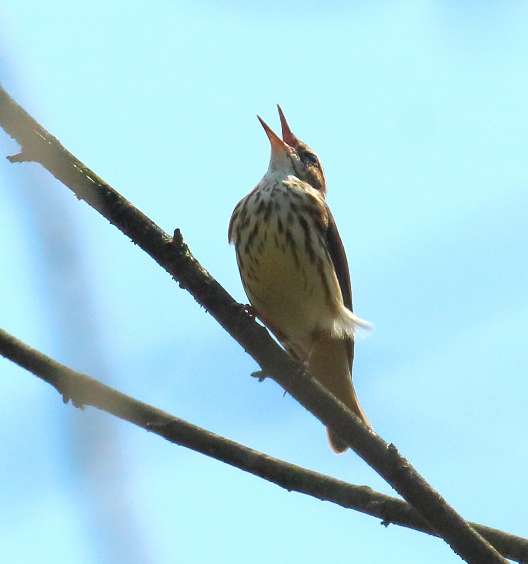 Louisiana Waterthrush - ML96965381