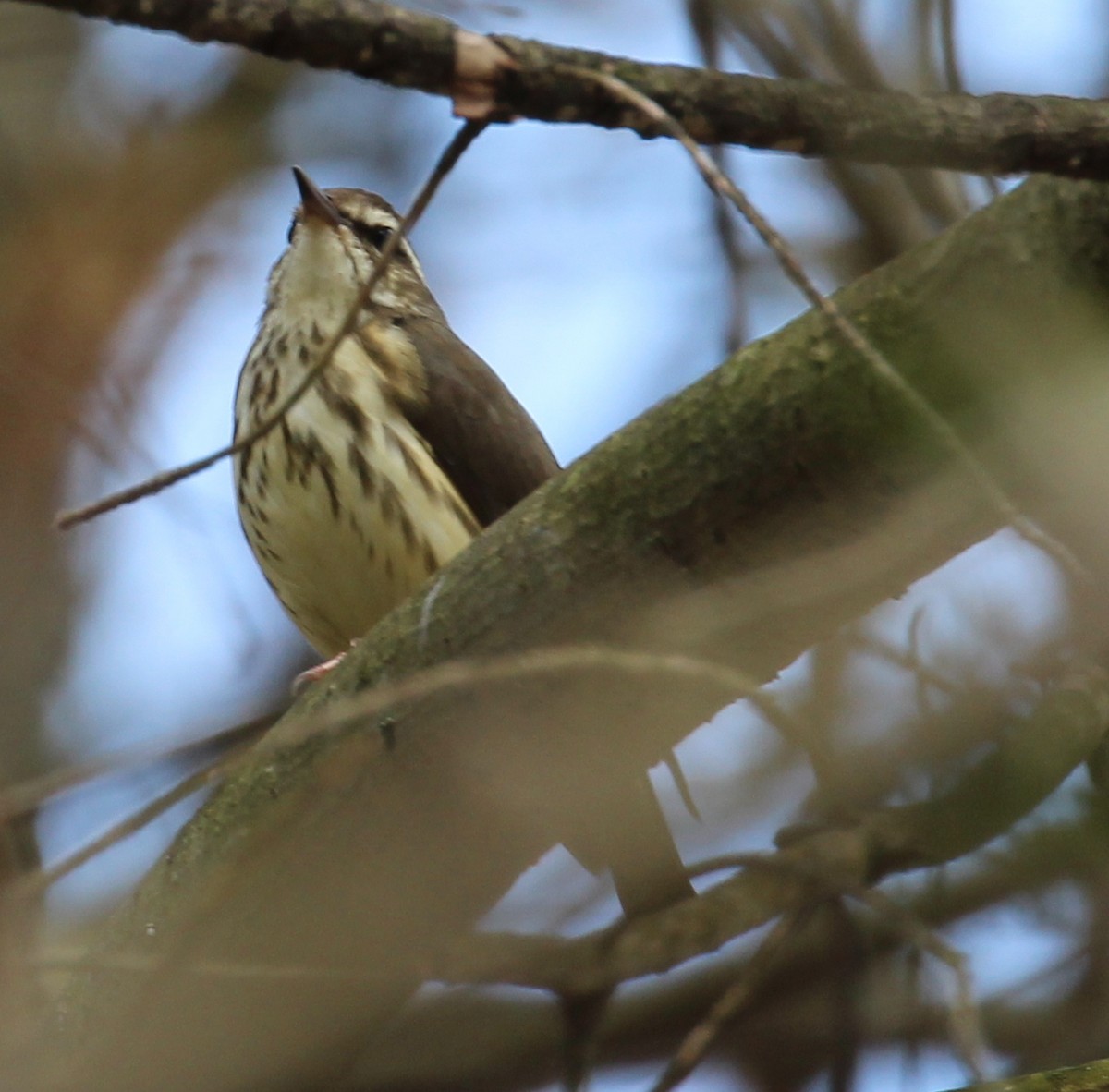 Louisiana Waterthrush - ML96965401