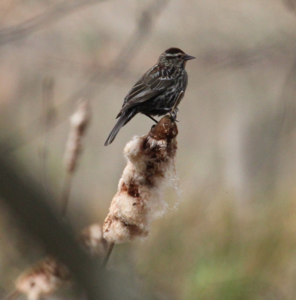 Red-winged Blackbird - ML96966451