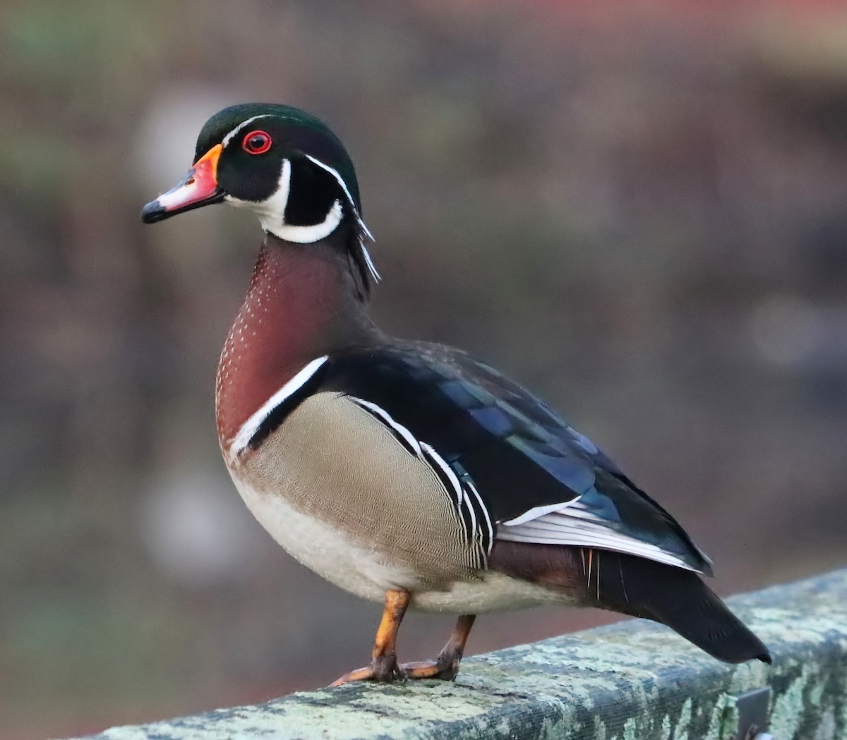 Wood Duck - ML96966541