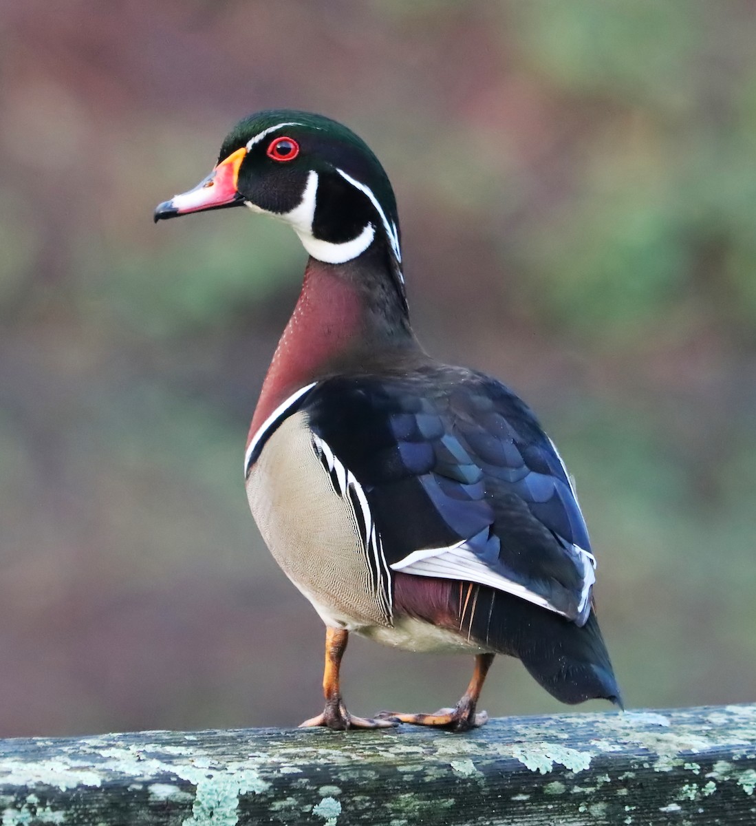 Wood Duck - ML96966551