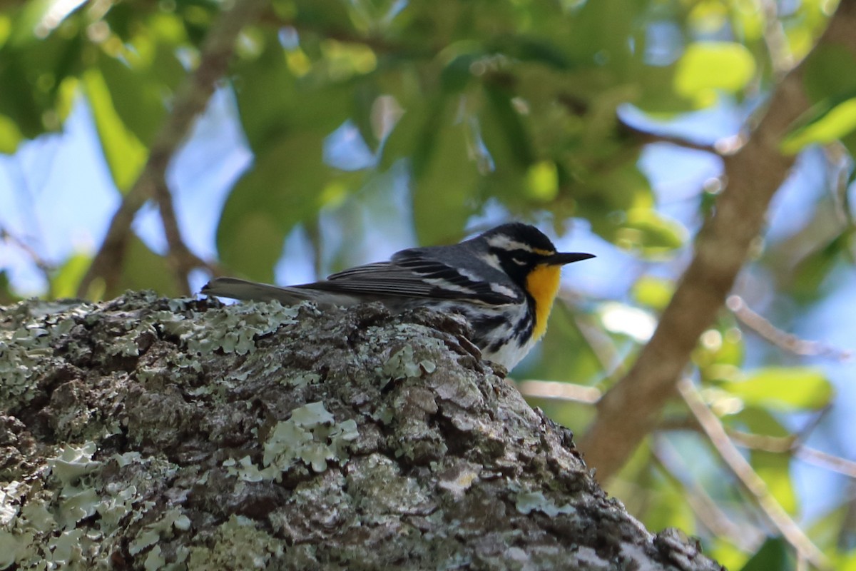 Yellow-throated Warbler - Alta Tanner