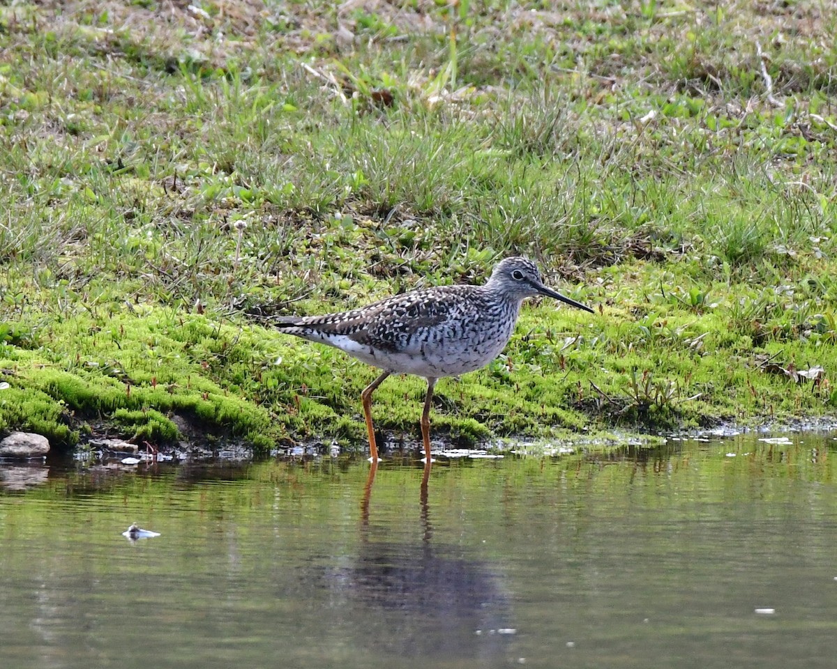 Greater Yellowlegs - ML96967021