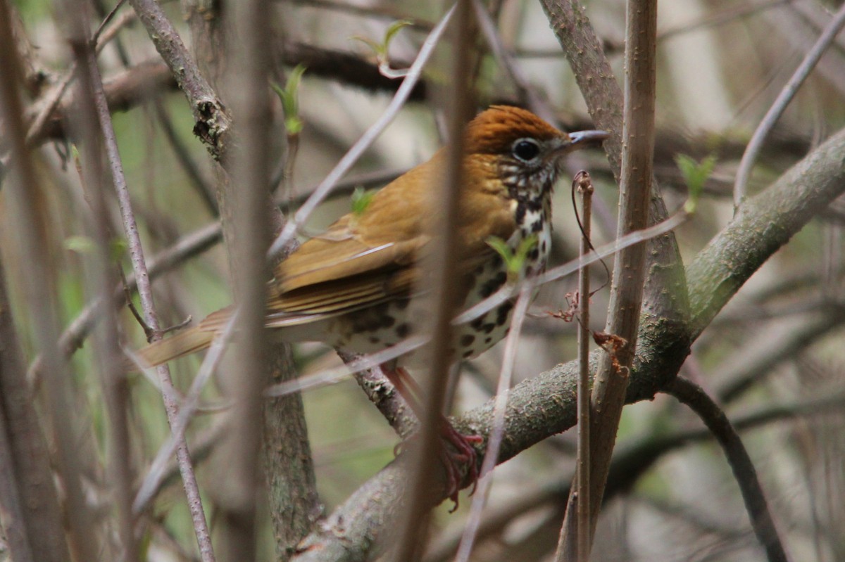 Wood Thrush - ML96967341