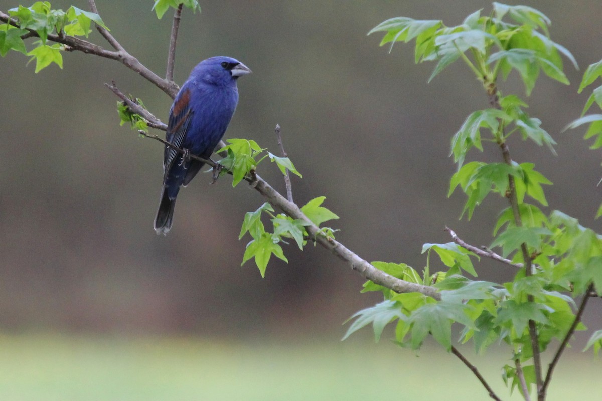 Blue Grosbeak - ML96967751