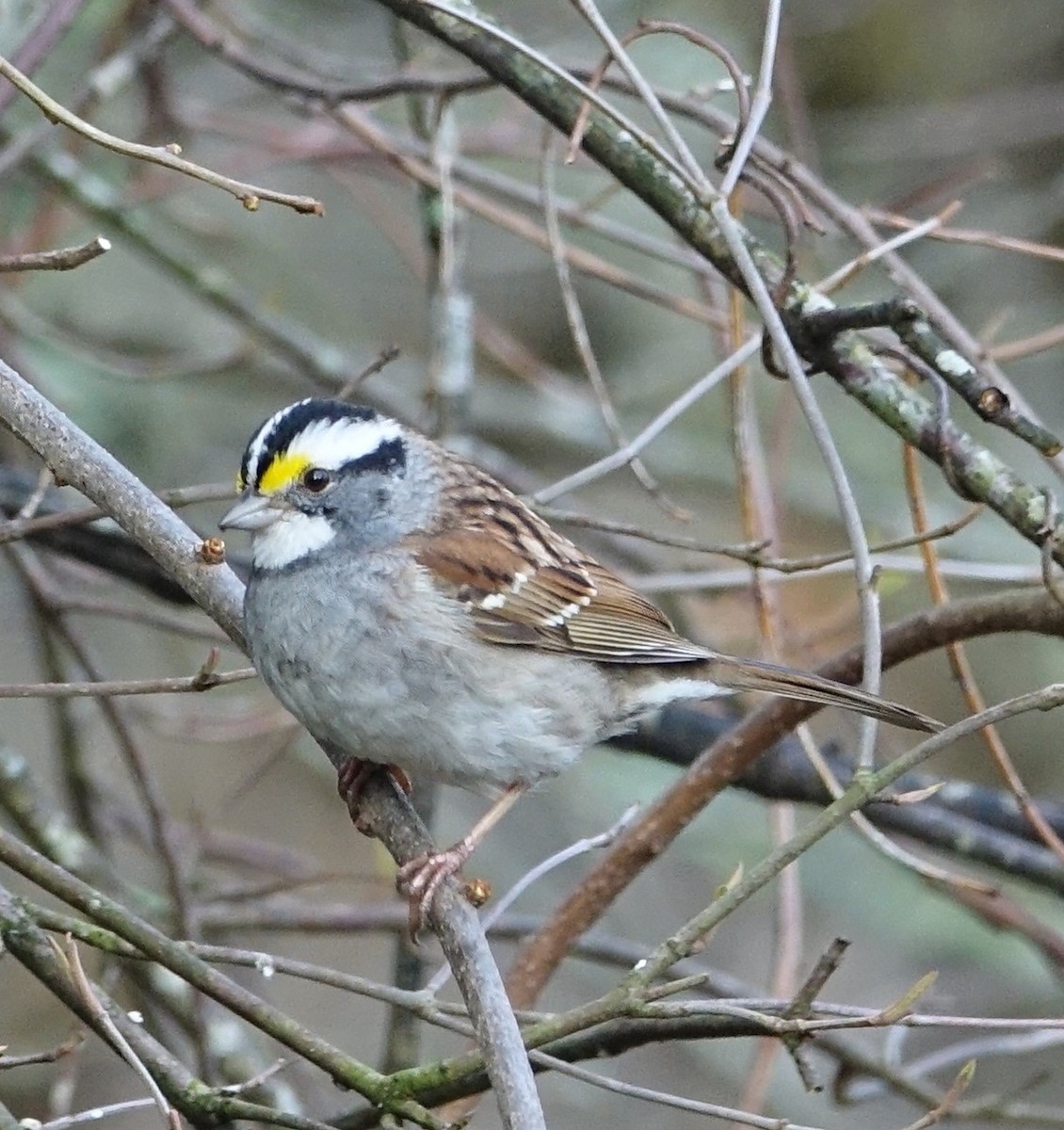 White-throated Sparrow - Robert Dixon