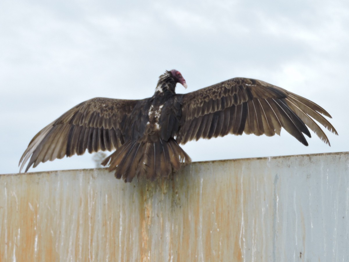 Turkey Vulture - ML96968731