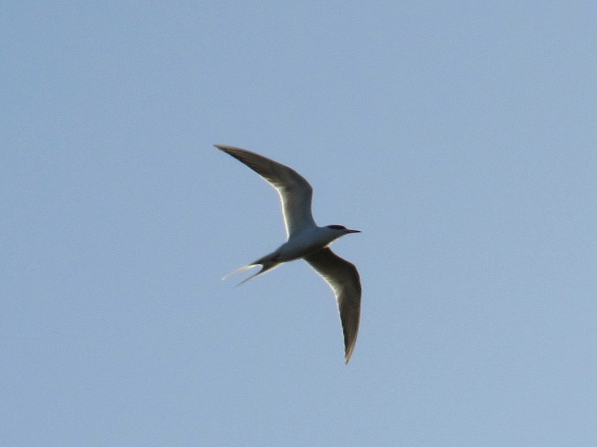 Forster's Tern - ML96969371