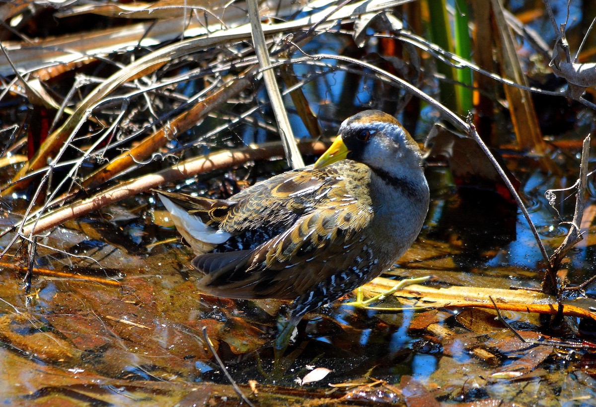 Polluela Sora - ML96969401