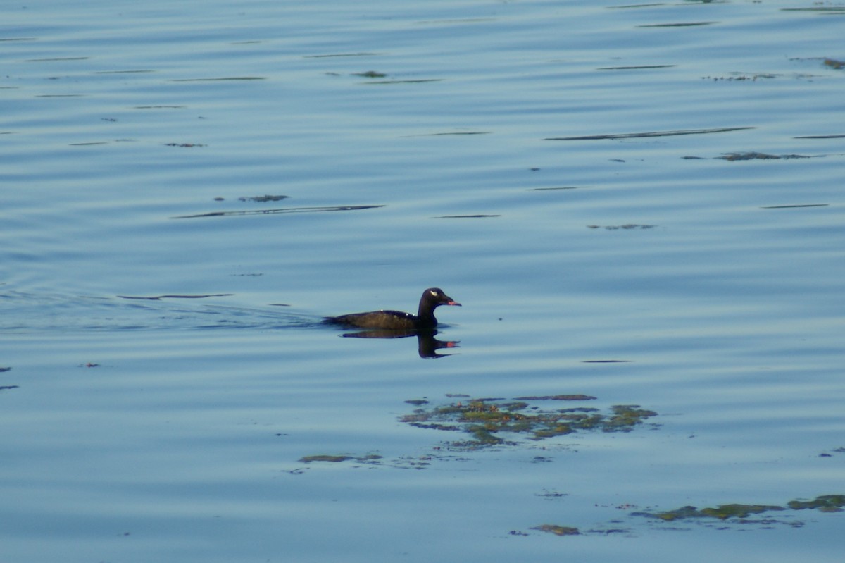 White-winged Scoter - Rob Pendergast