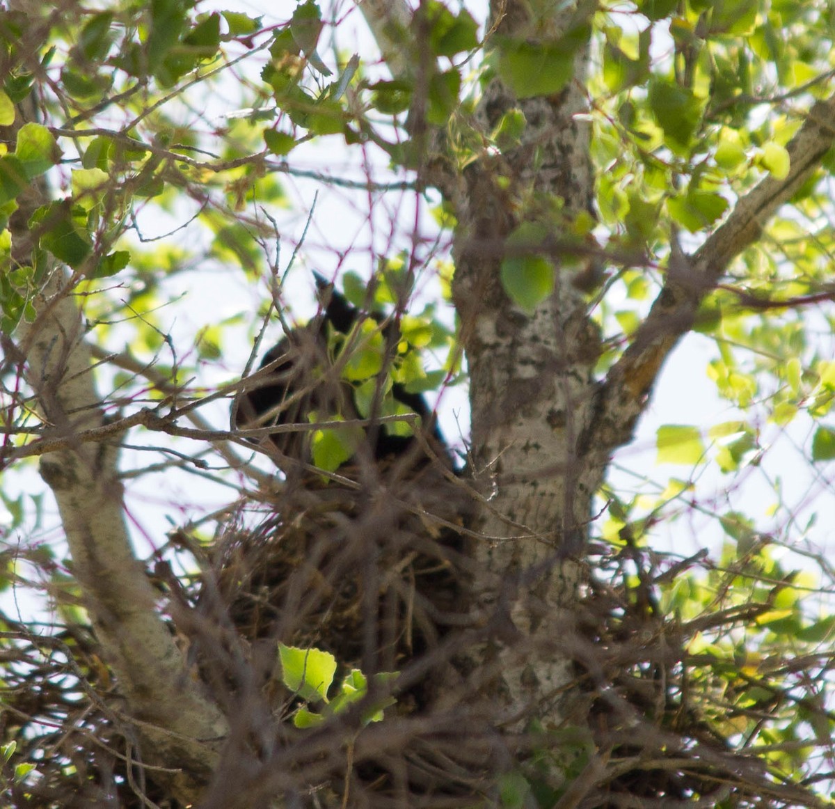 Common Raven - Jared Conaway