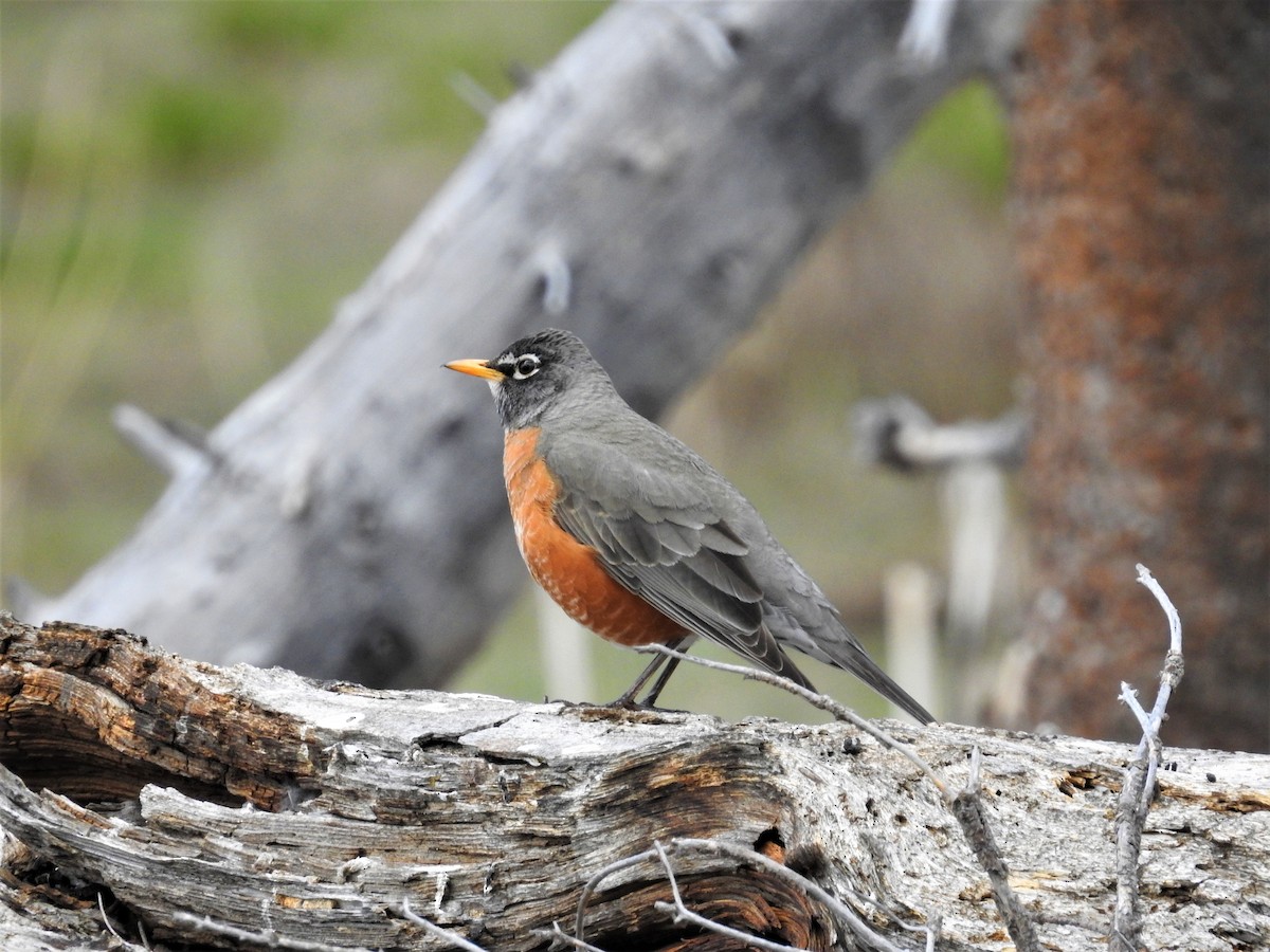 American Robin - ML96972761