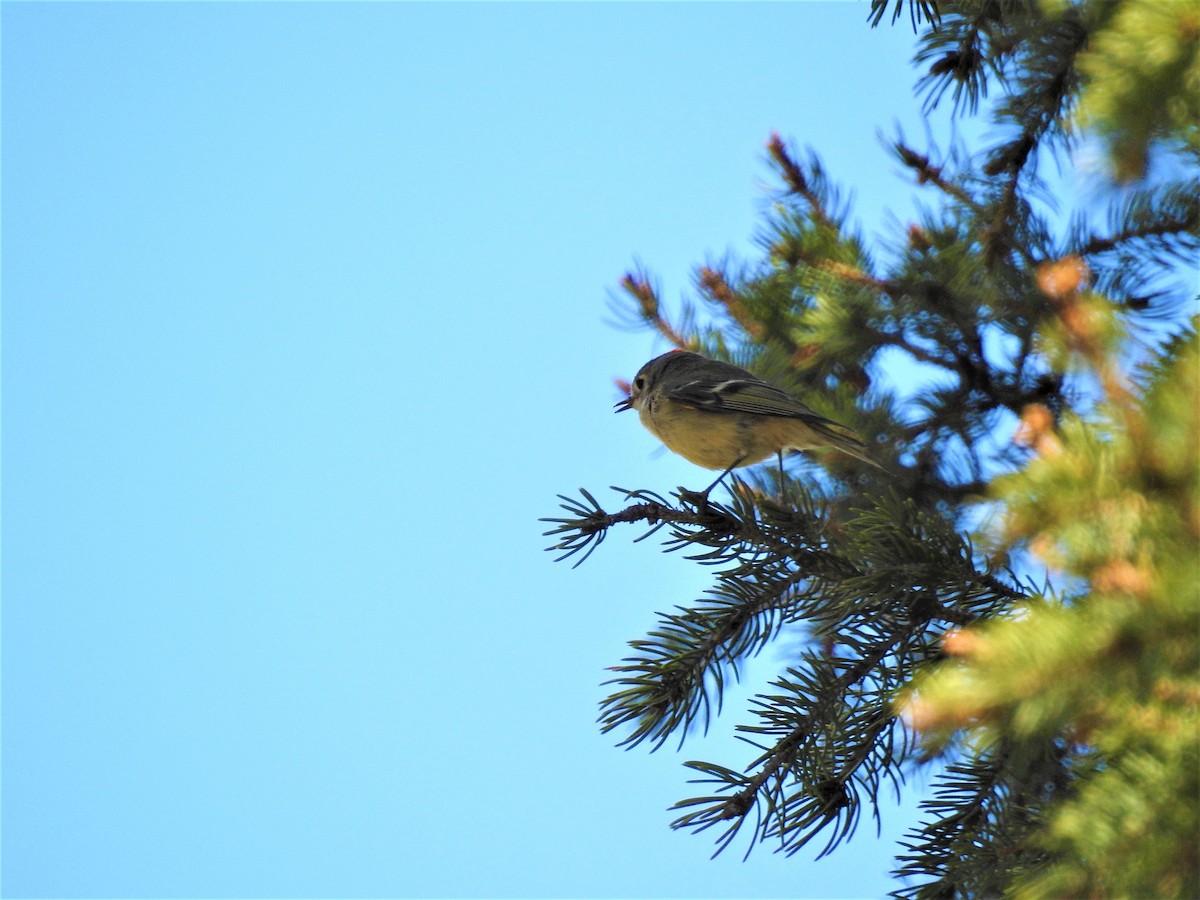 Ruby-crowned Kinglet - ML96972921