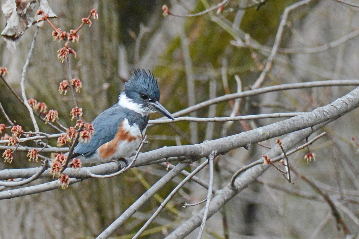 Belted Kingfisher - ML96974401