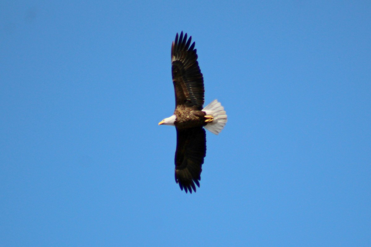 Bald Eagle - Denise Irving