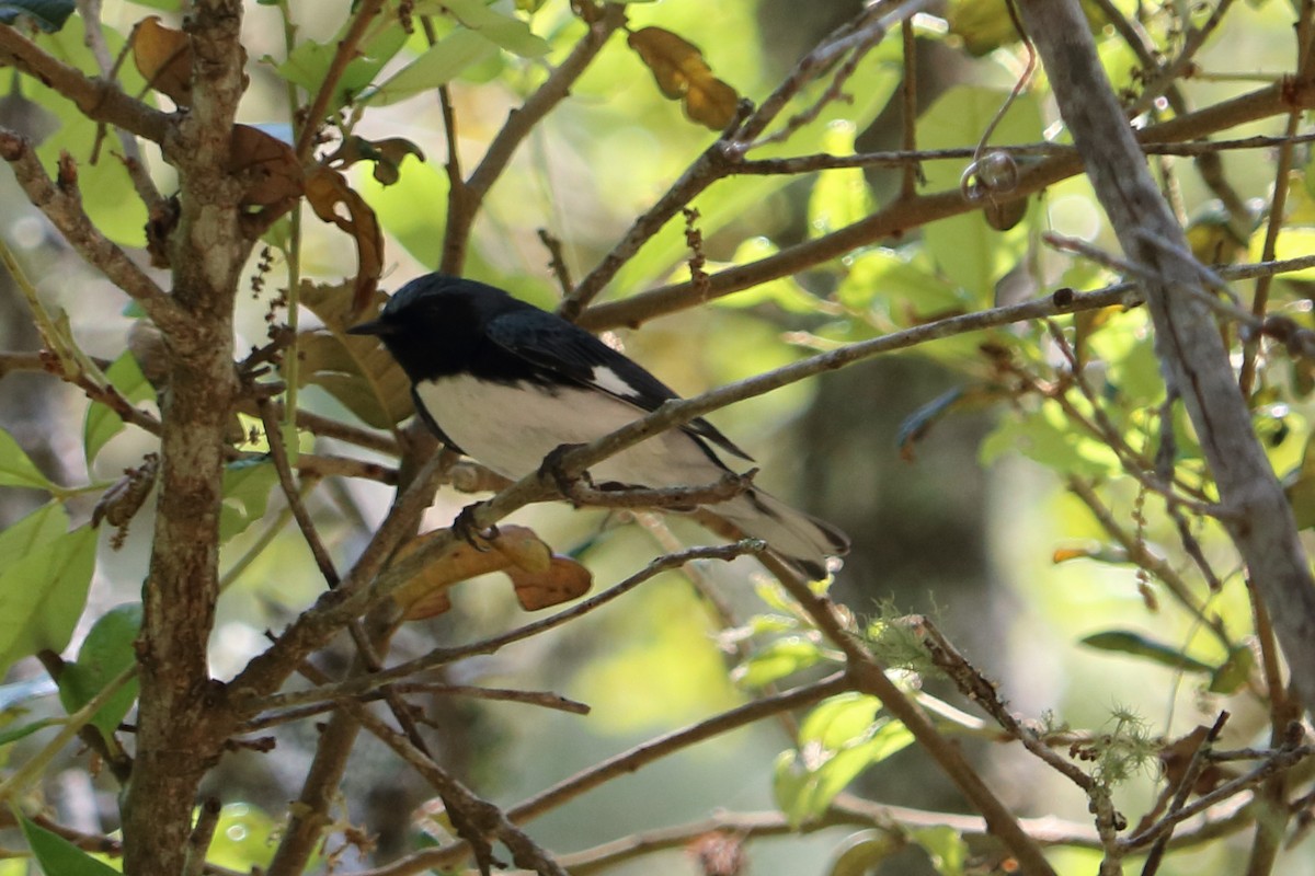 Black-throated Blue Warbler - Alta Tanner