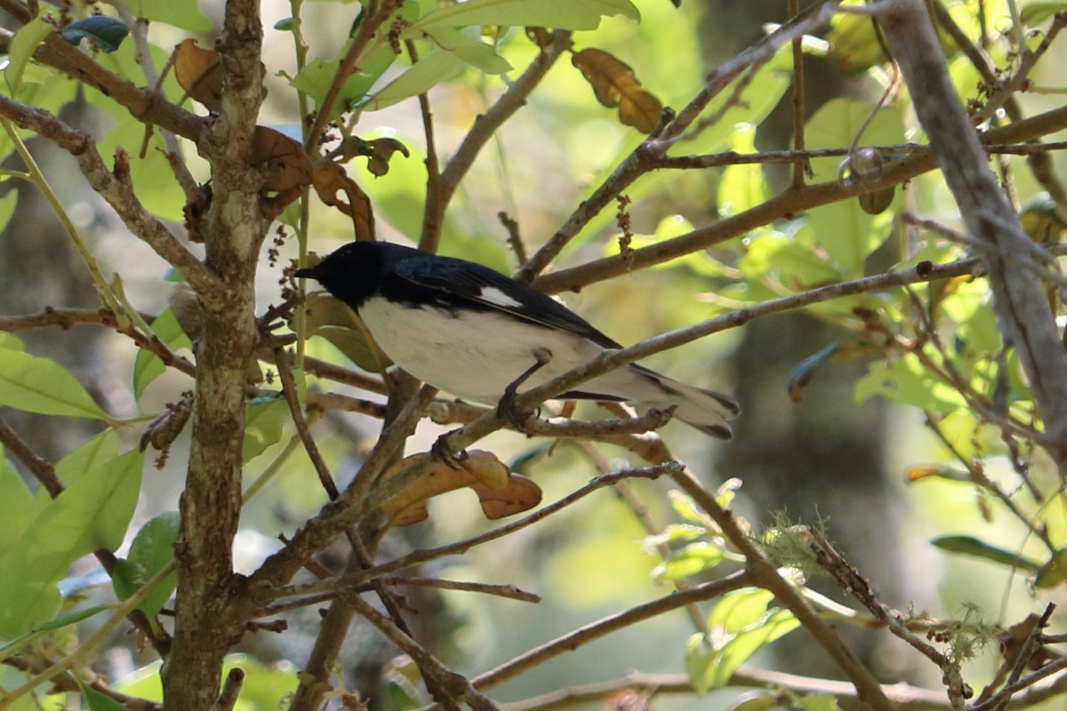 Black-throated Blue Warbler - Alta Tanner