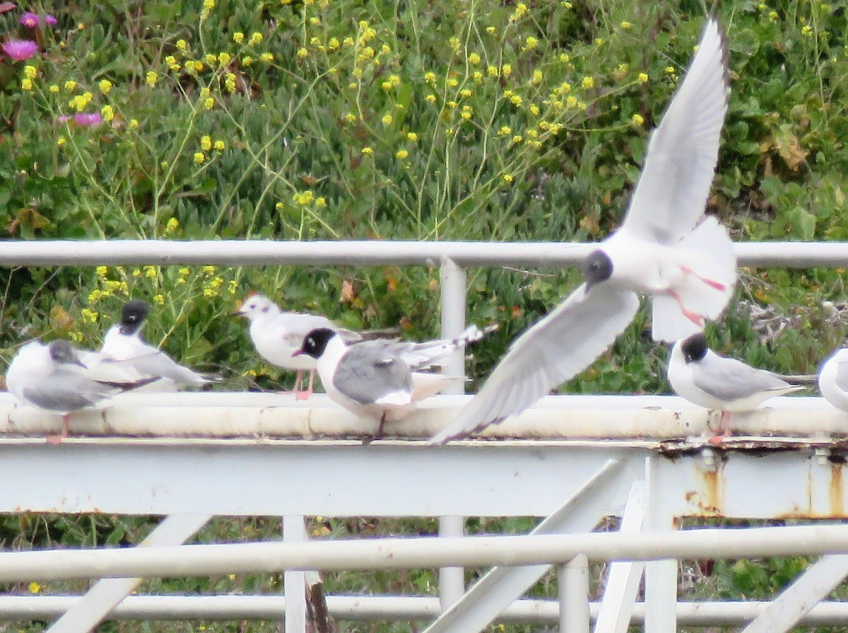 Franklin's Gull - ML96975021