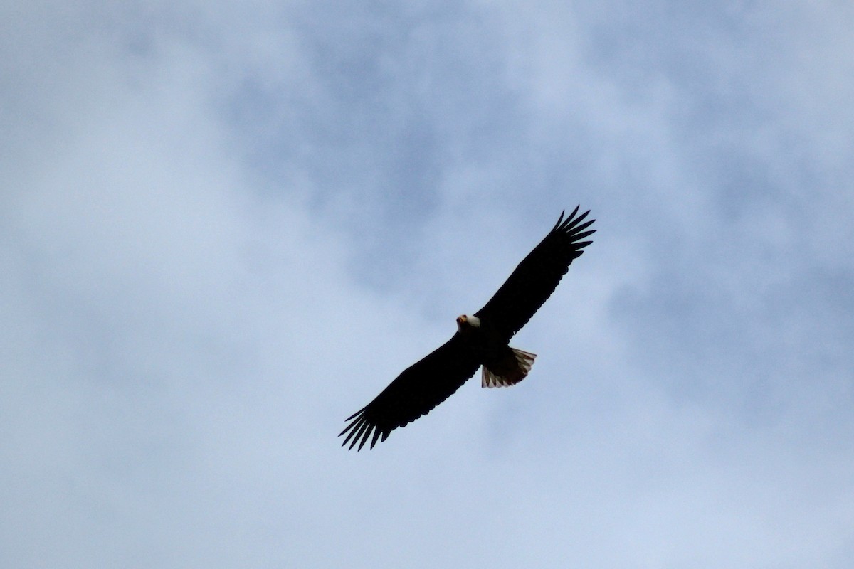 Bald Eagle - Denise Irving