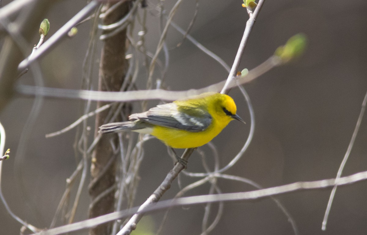 Blue-winged Warbler - ML96976111