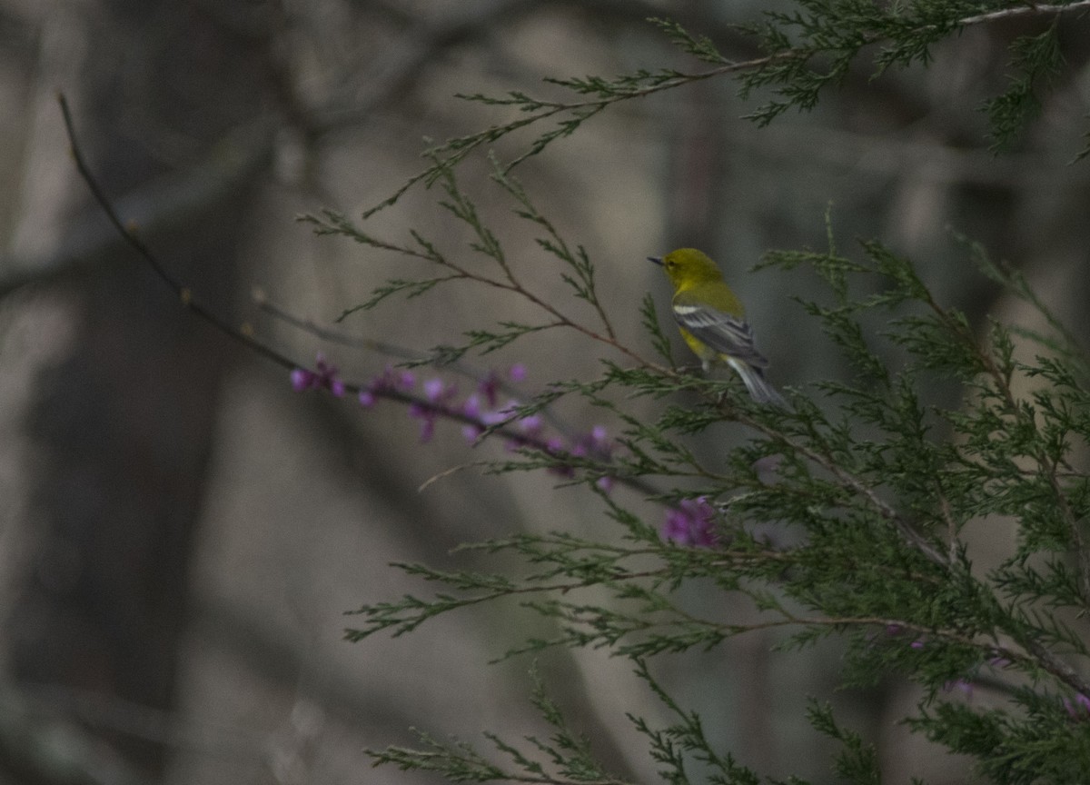 סבכון אורנים - ML96976211