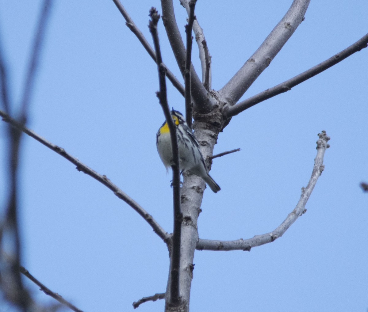 Yellow-throated Warbler - Kori Sedmak