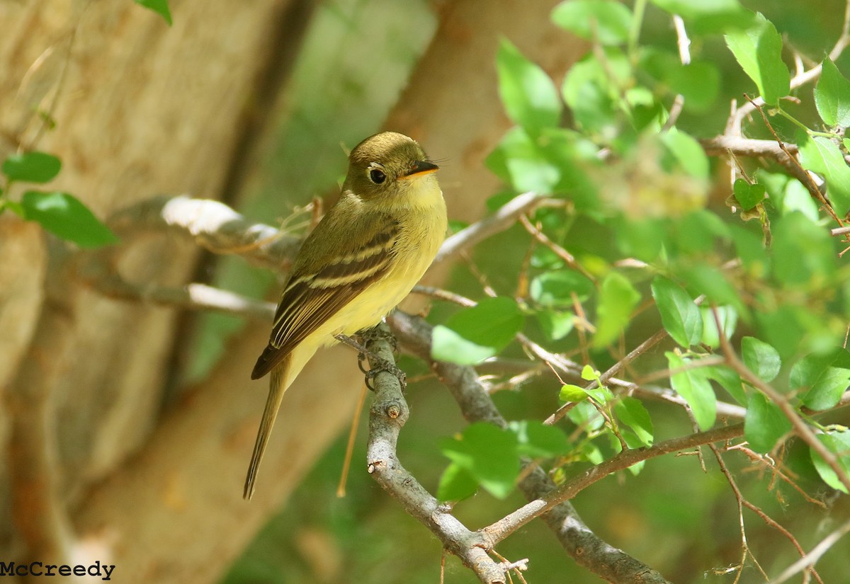 Western Flycatcher (Pacific-slope) - ML96976621