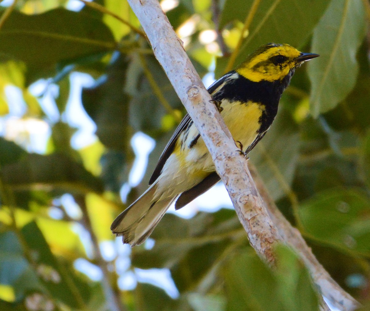 Black-throated Green Warbler - ML96976821