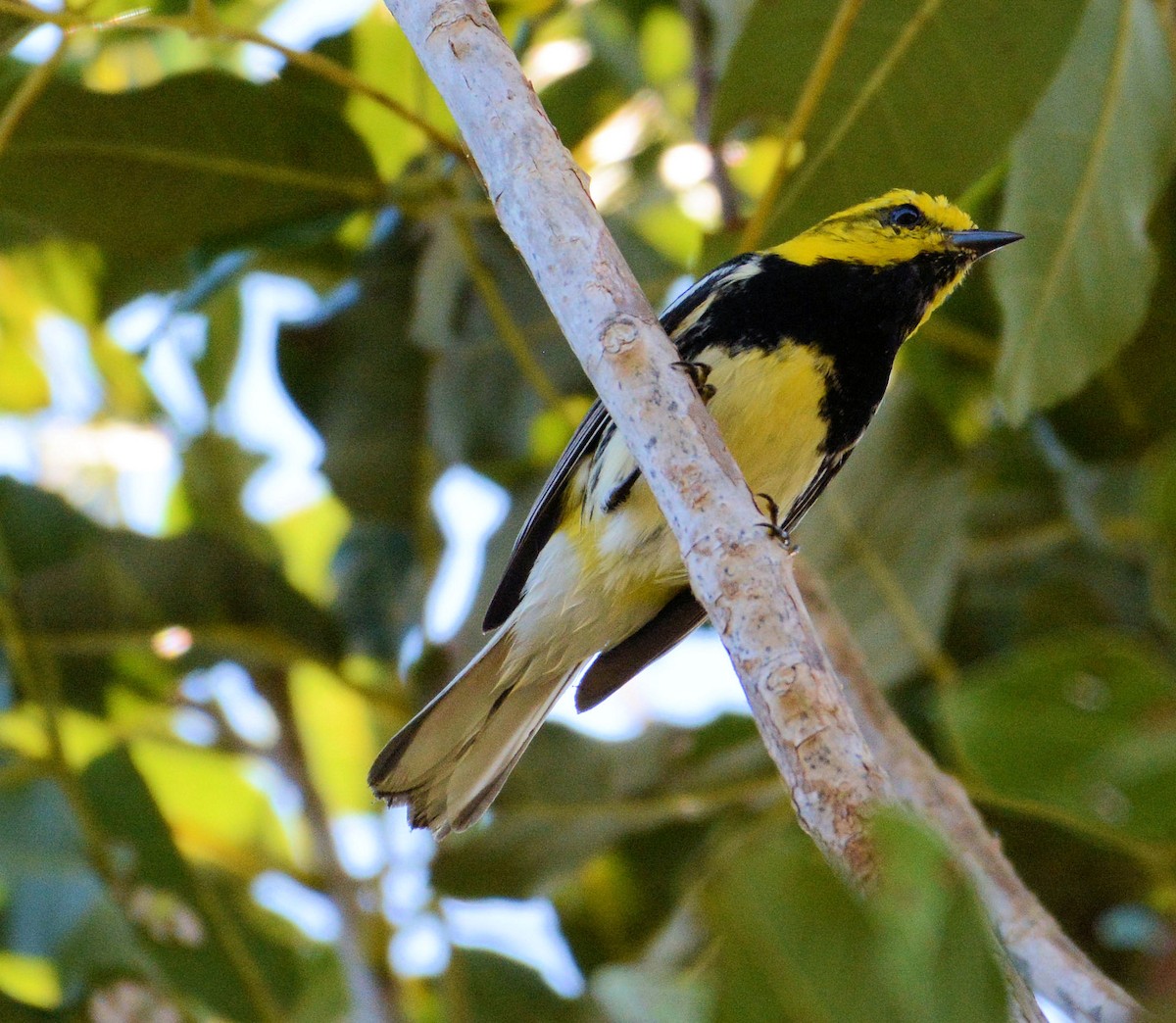 Black-throated Green Warbler - ML96976861