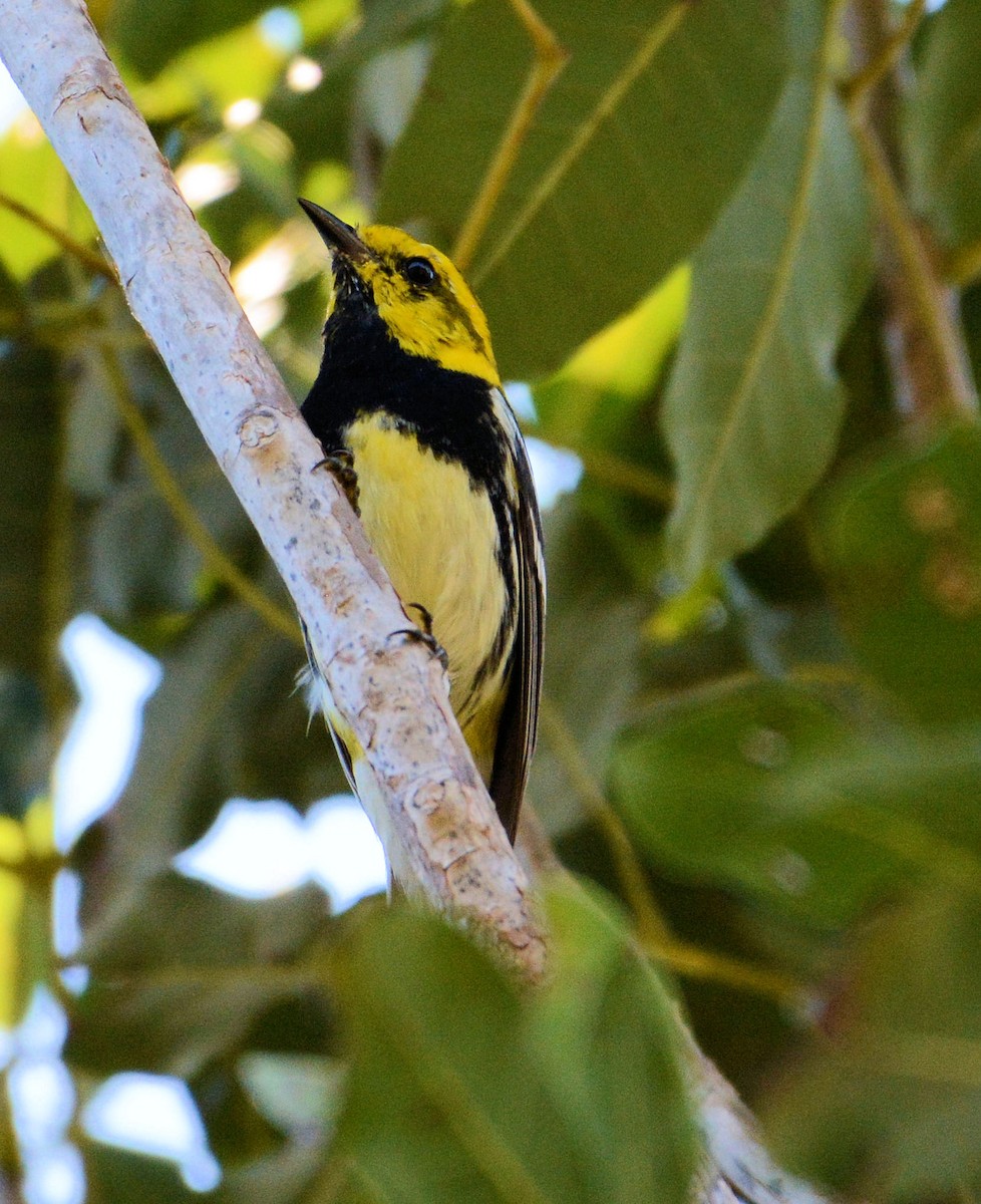 Black-throated Green Warbler - ML96976951