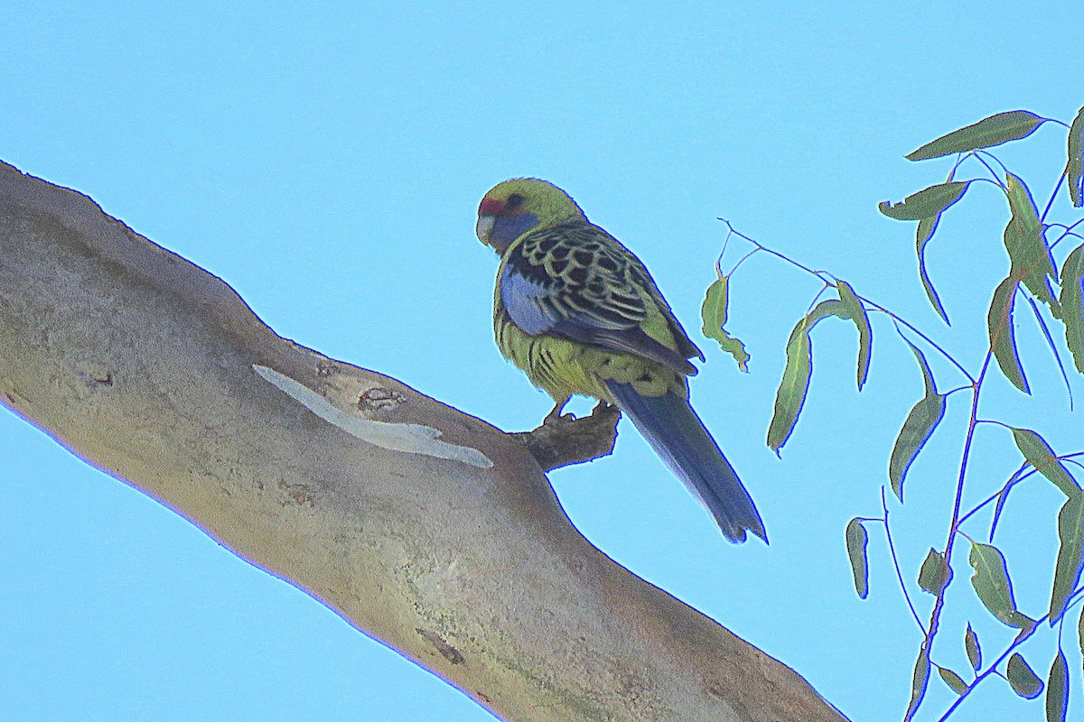 Crimson Rosella - Bill de Belin