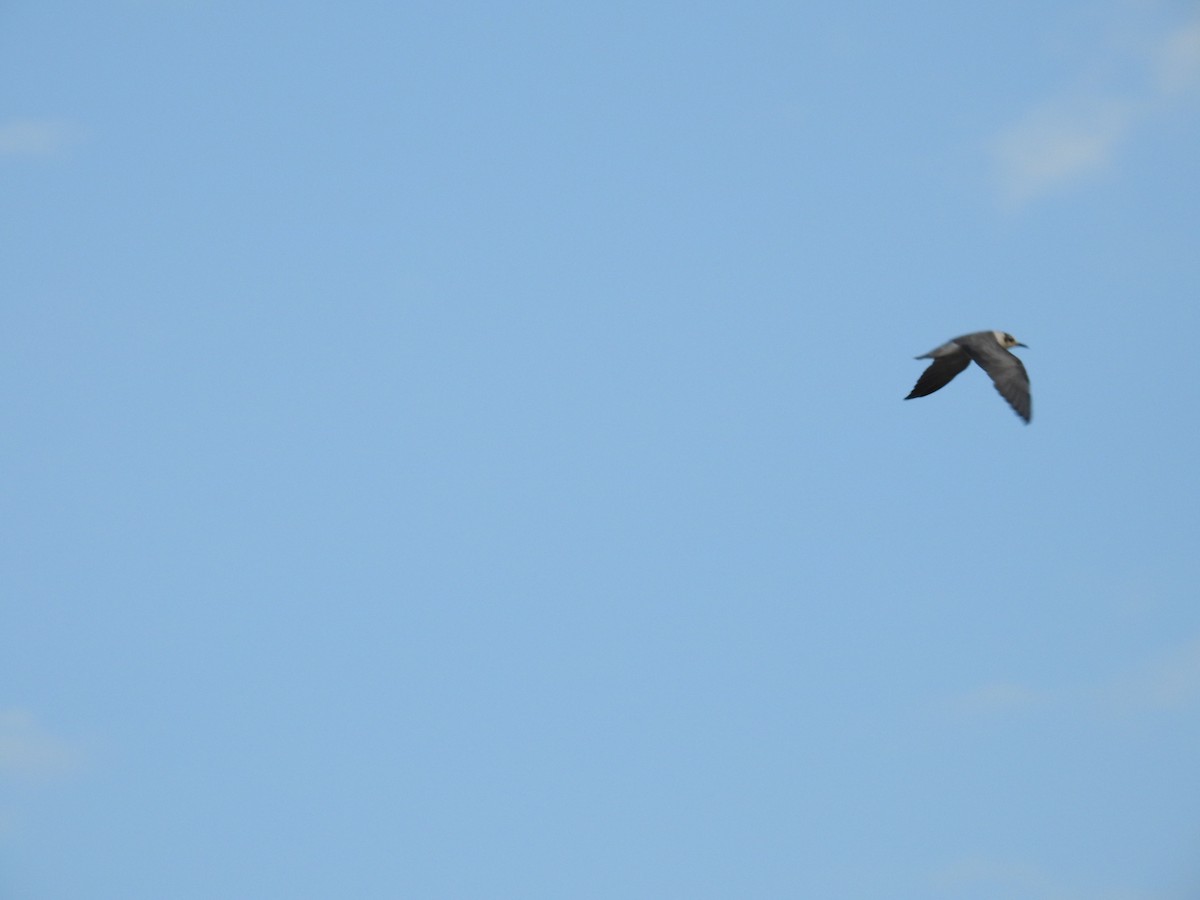 White-winged Tern - ML96977451